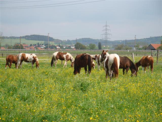 Bed and Breakfast Chrom Ranch Reiterhof Memmingen Exteriér fotografie